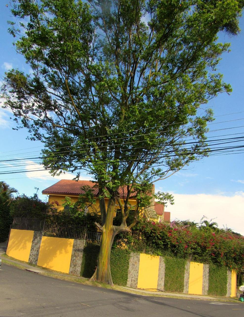 Cariari San José